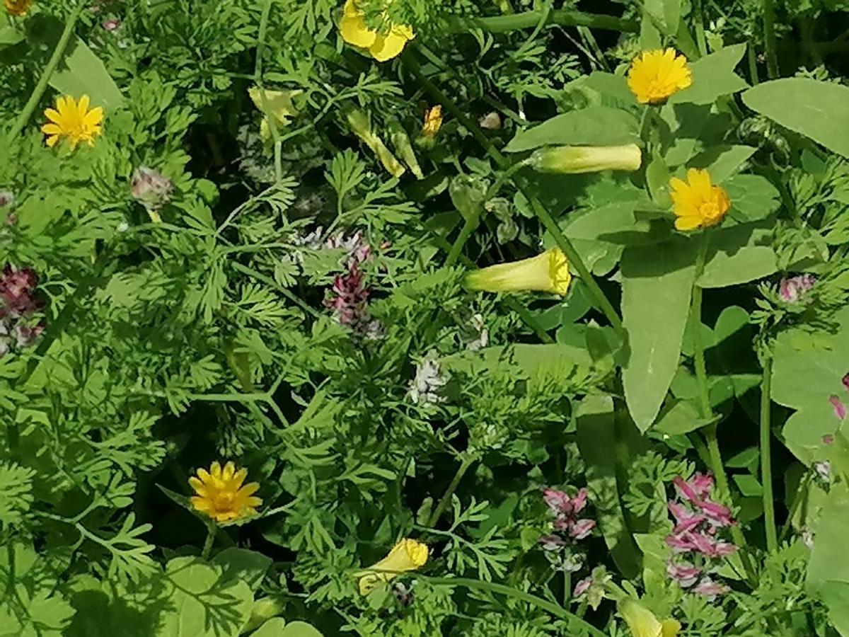 بيت الطبيعة Nature House ジャラシュ エクステリア 写真